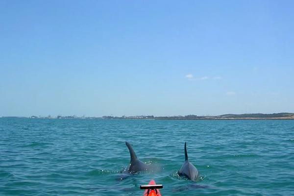 Cockburn Sound dolphins