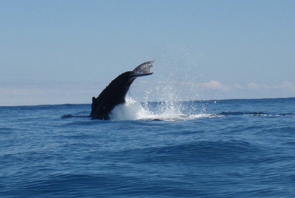 Busselton whales