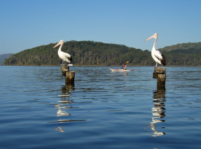 Pelicans at Nornalup Inlet